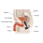 prostat-uyarici-titresimli-anal-vibrator